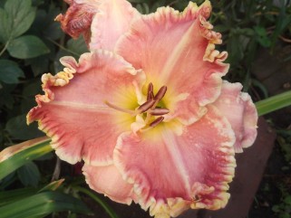 Taglilie Hemerocallis KISSES LIKE WINE 